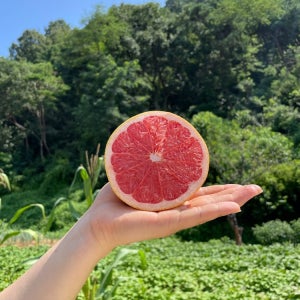 직수입 자몽 생자몽 레드자몽 대과 370g 내외