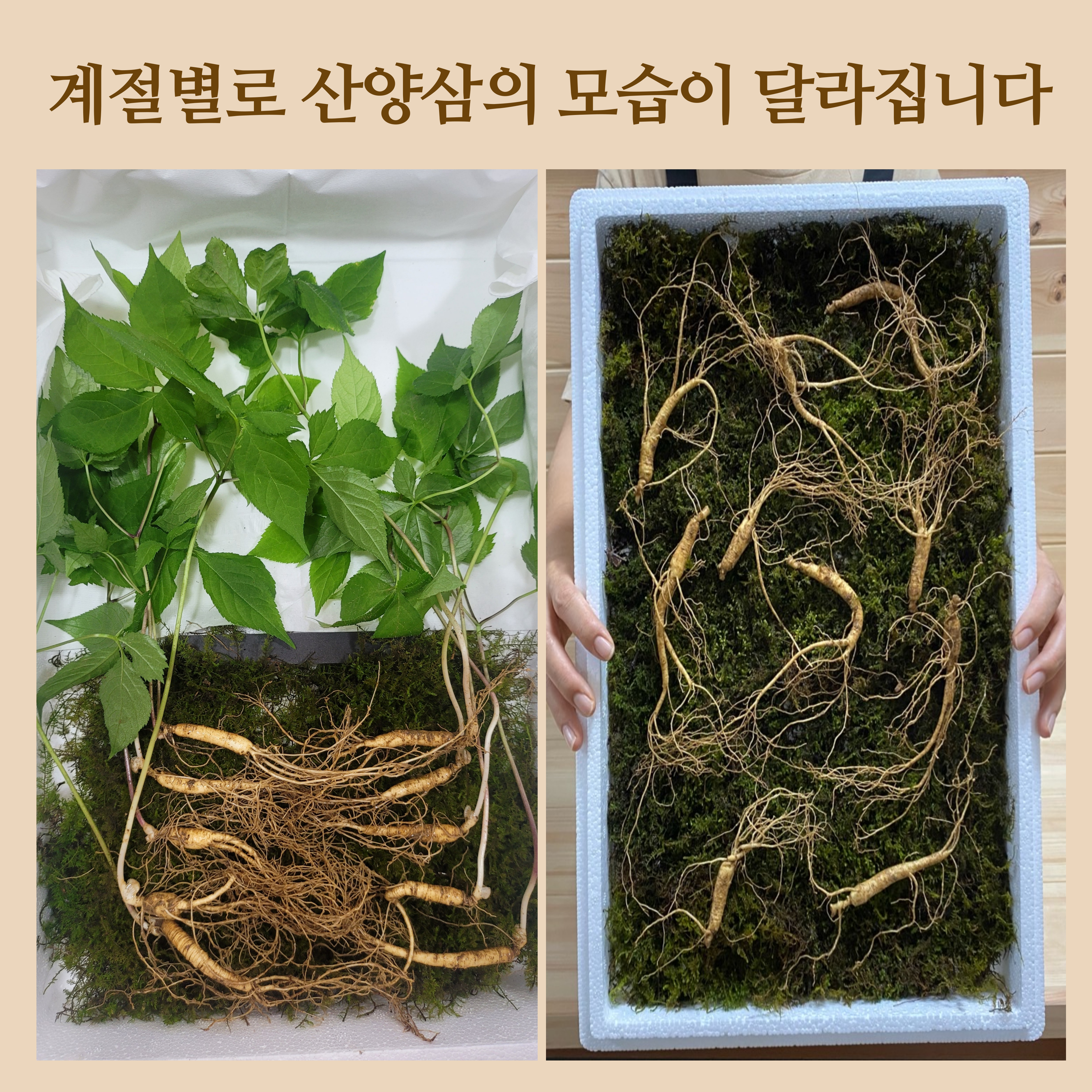 산양삼 장뇌삼 구입 강원도 산삼농장 산지직송 당일발송 : 네이버 블로그