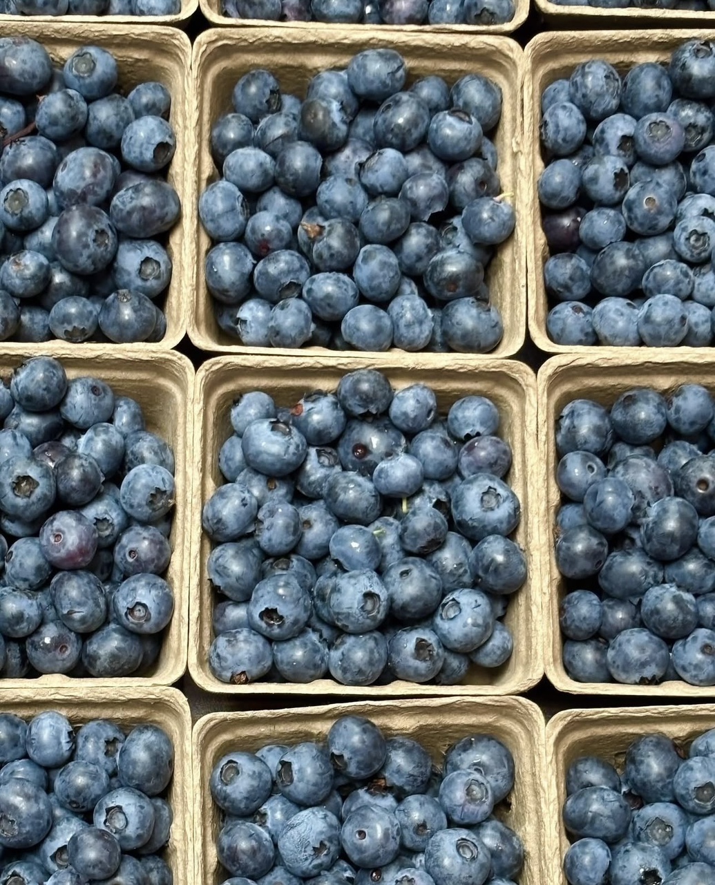 국내산 무농약 생블루베리 480g, 1.2kg