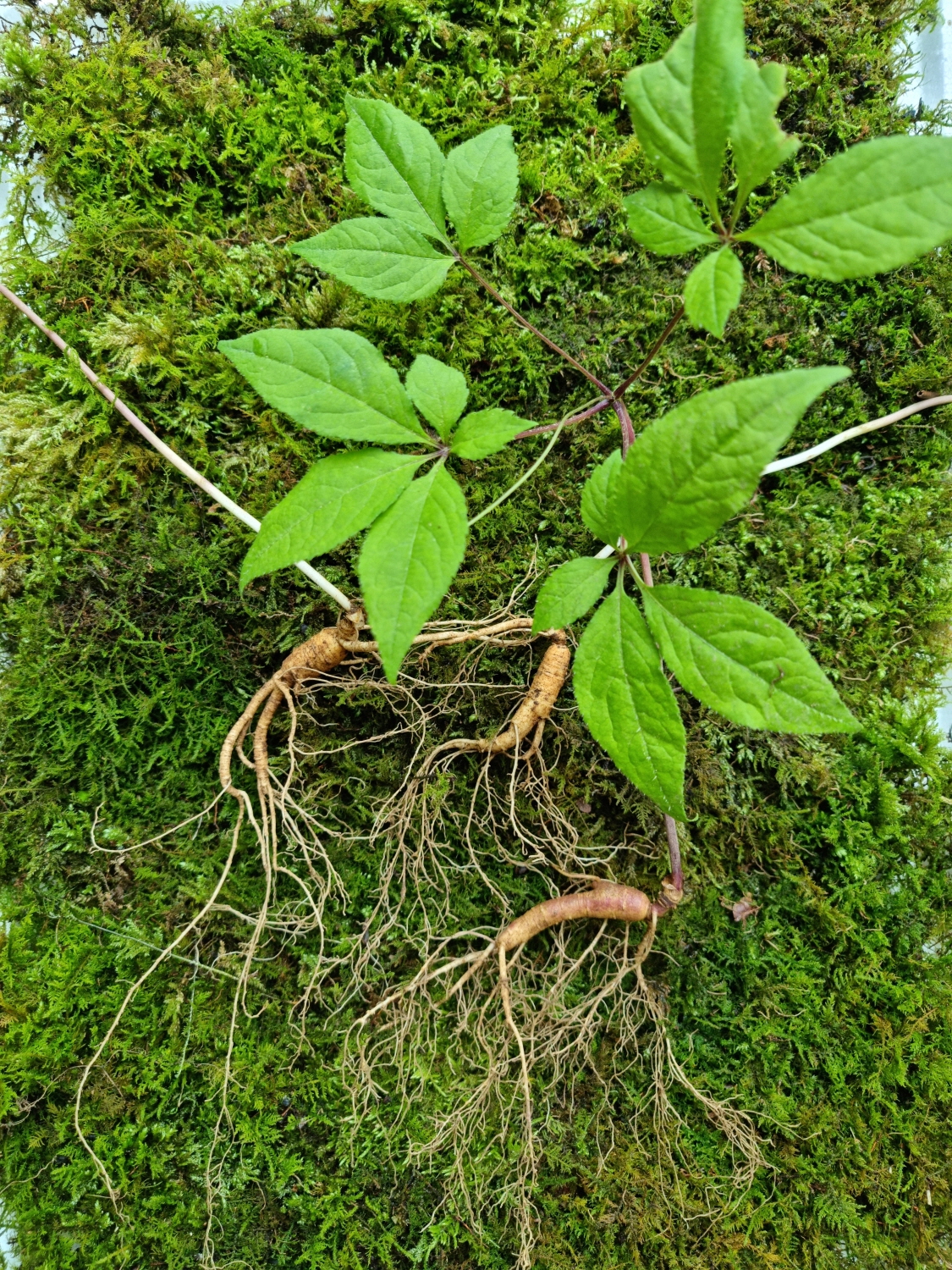 평창 산삼바라기 6년근 5뿌리 산양산삼 산양삼 장뇌삼 국내산 자연그대로 농장재배