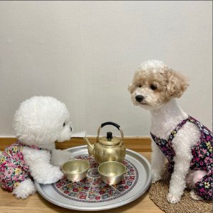강아지 몸빼 바지 냉장고 할머니옷 S