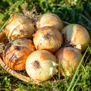 함양양파 특대품 양파10kg