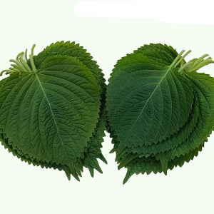 야채이야기 싱싱한 국내산 깻잎 500g 쌈채소