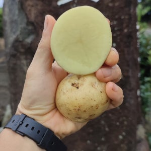 제주 햇감자 무농약 탐나감자 3Kg 5Kg 10Kg