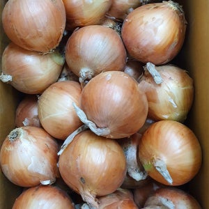 야채이야기 신선한 국내산 햇양파 10kg