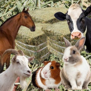 토끼밥 건초 티모시 기니피그 토끼 염소 수입 9kg