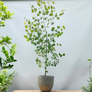 미리내가든 유칼립투스 폴리안 식물 인테리어 카페식물 개업 이사 승진 축하화분