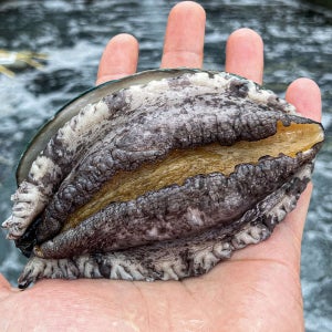 통수산 완도 활전복 1kg 대 10-11미 산지직송