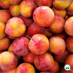 국내산 햇 자두 26년 하우스 첫 수확