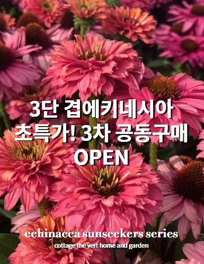코티지더베르 3단 겹에키네시아 썬시커 전국 노지월동 야생화 유럽 최신품종