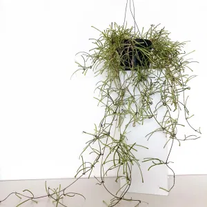 호야 레투사 스파이더 spider plant 행잉 식물 플랜테리어 실내 거실 화분