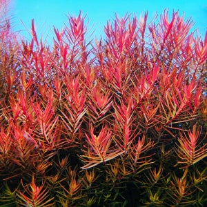 미미네아쿠아 물속수초 로탈라 하라 1줄기