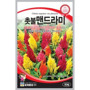 촛불맨드라미50립 꽃 씨앗 세계
