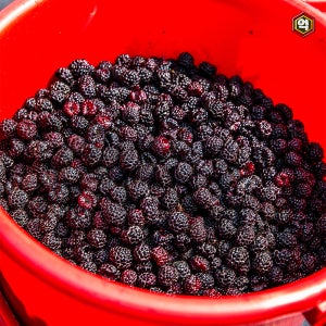[억수로상회] 고창 산지직송 햇 토종 복분자 (특품) 10kg
