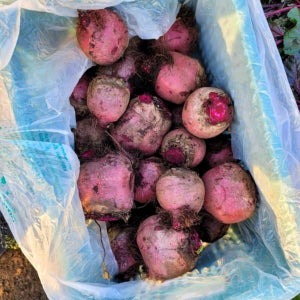 GAP 제주 비트 레드비트 햇비트 특품 3kg 5kg 천연미네랄재배 사이즈혼합