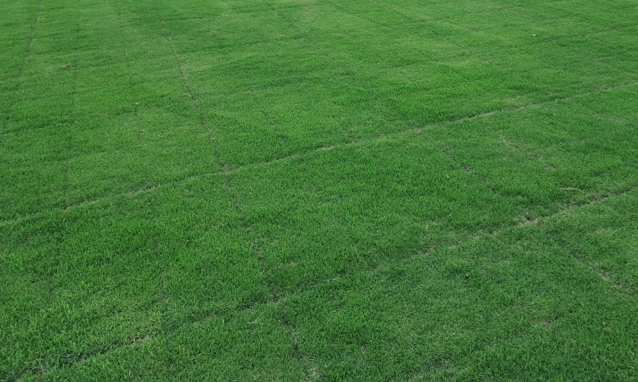 천연잔디 한국 금잔디 롤잔디 산소 정원 마당 토종 농원 농장 축구장 40x60cm [2장 세트]