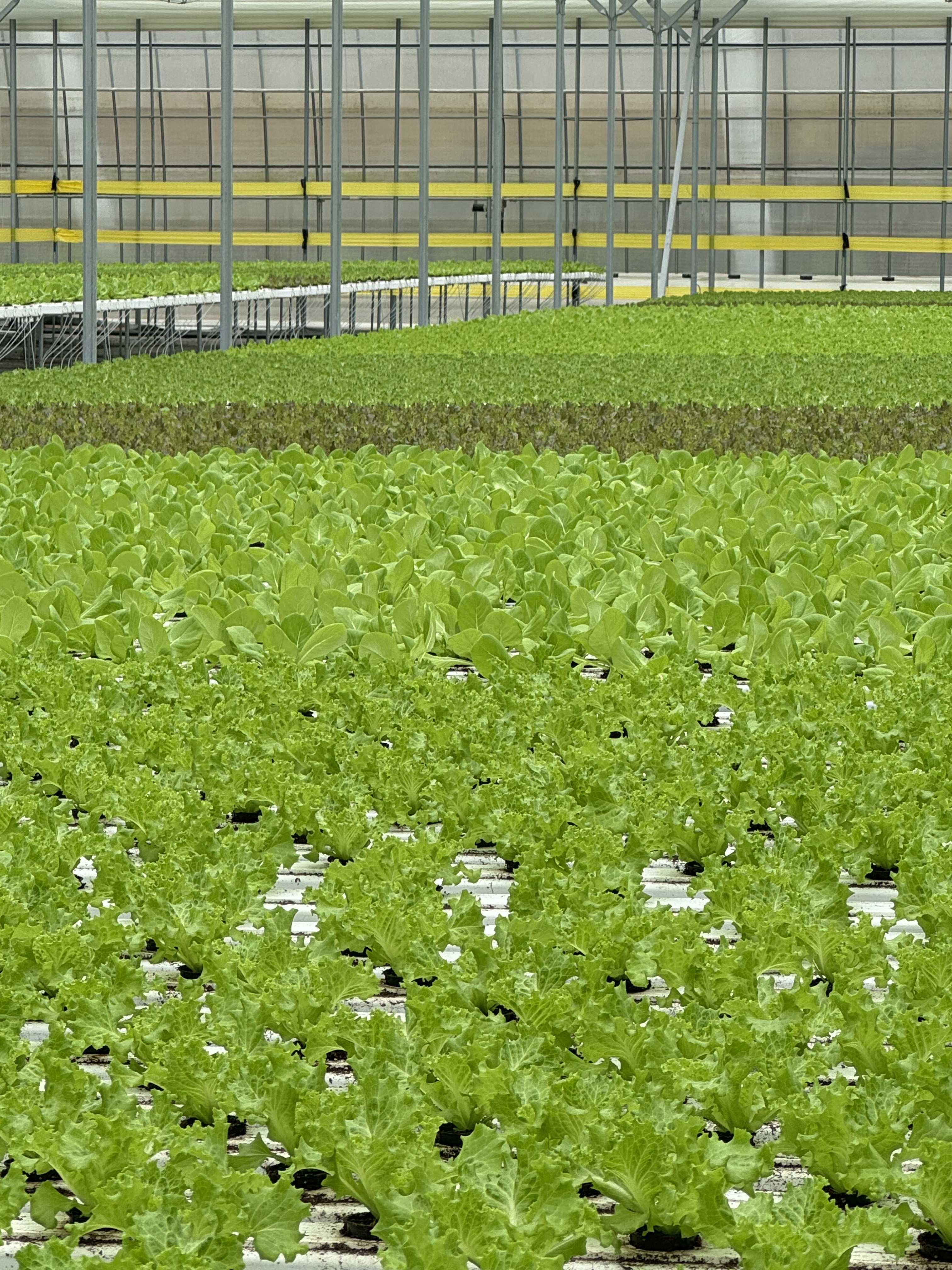 무농약 산지직송 유러피안 샐러드 채소 1kg,유럽상추1kg,샐러드 야채,수경재배,옥황상추