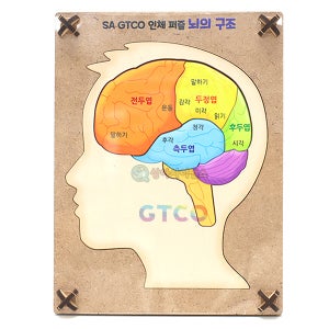 SA GTCO 인체 퍼즐 뇌의 구조(6pcs)(1인용 포장) 과학키트 초등학교 교과서응용