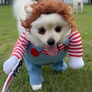 강아지 코스튬 옷 고양이 특이한 웃긴 파티 의상 모자 처키