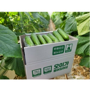오이 판매 아삭 맛있는 피클용 청 취청 오이 1.5kg