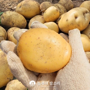 햇감자 두백감자 수미감자 알감자 포슬 2kg3kg