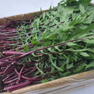 야채이야기 싱싱한 적치커리 2kg (1.8kg - 2kg) 박스