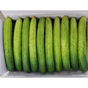 야채이야기 백오이 백다다기오이 50개 박스 오이소박이용