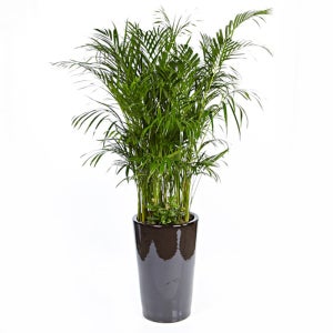 아레카야자 실내공기정화식물 미세먼지정화식물 공기청정 선물 키우기쉬운 승진화분