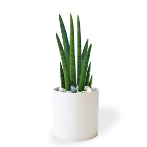 스투키 탁상용 SH67 실내공기정화식물 미세먼지 공기청정 선물 키우기쉬운 승진화분