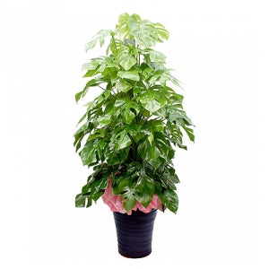 몬스테리아 몬스테라 50호(SH_22) 실내공기정화식물 미세먼지정화식물 공기청정 선물 키우기쉬운 승진화분