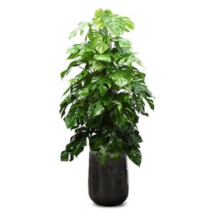 몬스테리아 몬스테라 16호(SH_21) 실내공기정화식물 미세먼지정화식물 공기청정 선물 키우기쉬운 승진화분