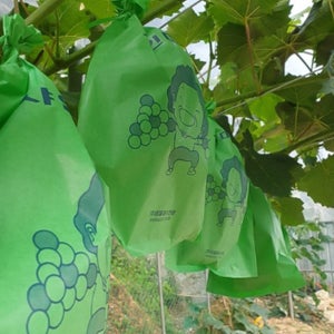 샤인머스켓봉지 포도 거봉 복숭아 샤인머스캣 과수봉지 200