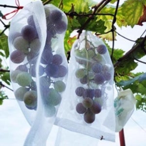 샤인머스켓봉지 포도 거봉 복숭아 샤인머스캣 과수봉지 100개