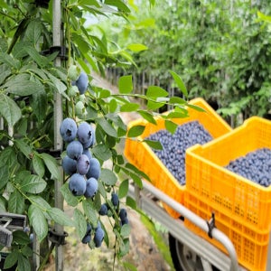 초신선 냉동블루베리 25년 첫출하 1kg 국내산 햇블루베리