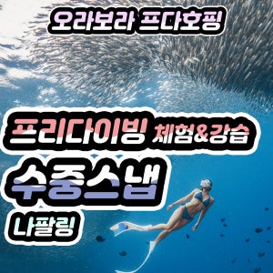 보홀 나팔링 투어 프다호핑 오로라 롱핀 수중스냅 프리다이빙 체험 강습 초보자 가능 레벨1 한국인강사