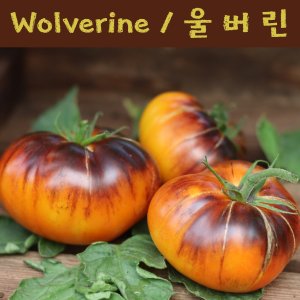 토마토모종 최저가 가성비상품