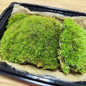 비단이끼 키우기 비바리움 테라리움 팔루다리움 만들기 생이끼 10 x 15cm
