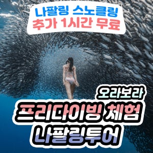보홀 나팔링투어 프리다이빙 체험 정어리 스노클링 수중사진 AIDA 한국인강사(영상포함)