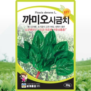 세계종묘 까미오시금치 씨앗 30g 노균병 저항성품종 시금치씨 종자