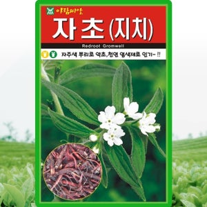 아람종묘 자초 씨앗 500립 재래종 지치 자초씨 약초 종자