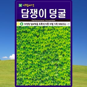 아람종묘 담쟁이덩굴 씨앗 100립 덩굴나무 씨 종자