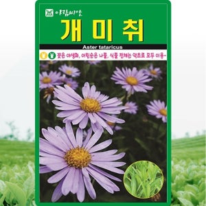 아람종묘 개미취 씨앗 100립 개미취 꽃씨 야생화 약초 종자