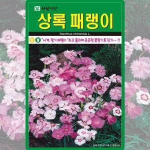 아람종묘 상록패랭이 씨앗 500립 사계 패랭이꽃씨 야생화 종자