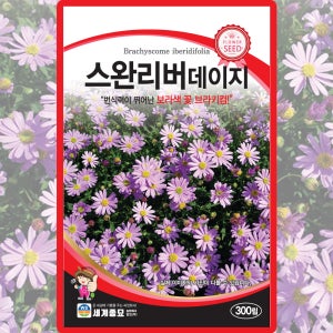 세계종묘 스완리버 데이지 씨앗 300립 다년생 보라색꽃 브라키컴 꽃씨 종자