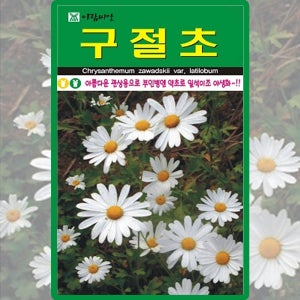 아람종묘 구절초 씨앗 1000립 구절초 꽃씨 야생화 종자