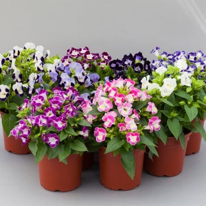 토레니아 (Torenia 사철제비꽃) 씨앗 50립 소포장, 그늘에 강하고 오래가는 꽃