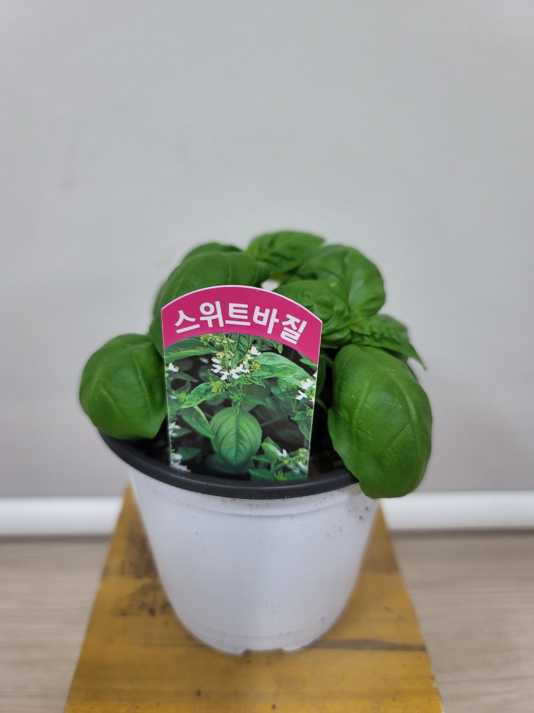 봄봄 스위트바질 식용