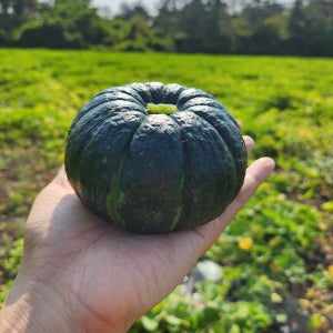 제주 보우짱 미니 단호박 밤호박 5kg 10kg 제주미니밤호박 고당도 달콤 간식용 제주직송