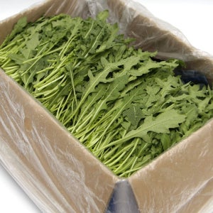 푸레아 국내산 특품 와일드 루꼴라 반박스 500g 한박스 1kg 루콜라 샐러드용 야채