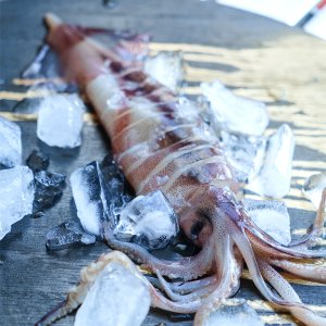국산 신진도 당일조업 생물오징어 1KG 통오징어 활 통찜용